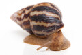 Limicolaria flammea Ghana adult, 6cm, import